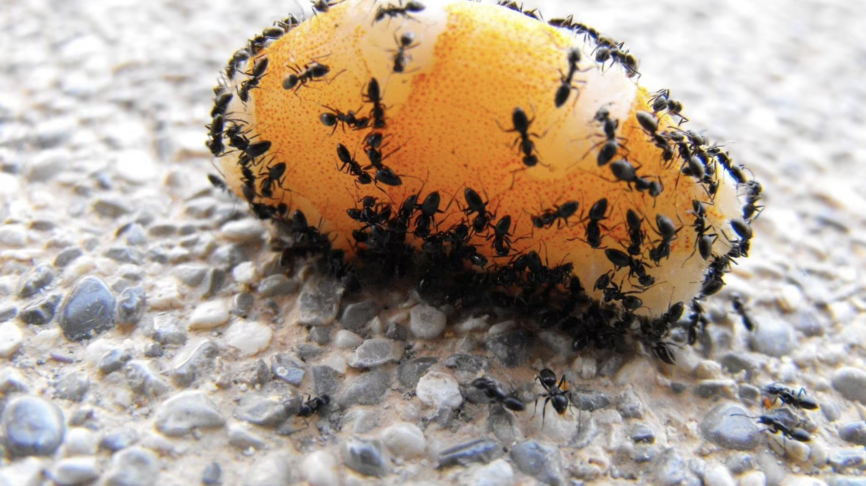 La vision, la gouvernance et les fourmis